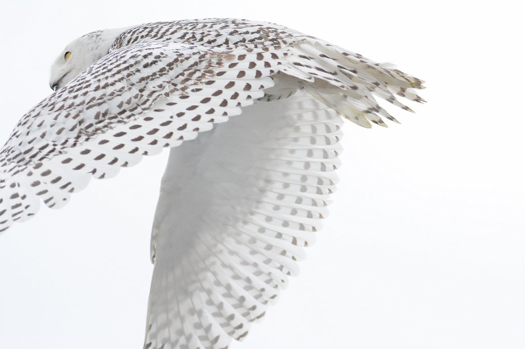 Owl, Snowy, 2014-022239779 Parker River NWR, MA.JPG - Parker River NWR and a Snowy Owl, Newburyport, MA, 2-23-2014